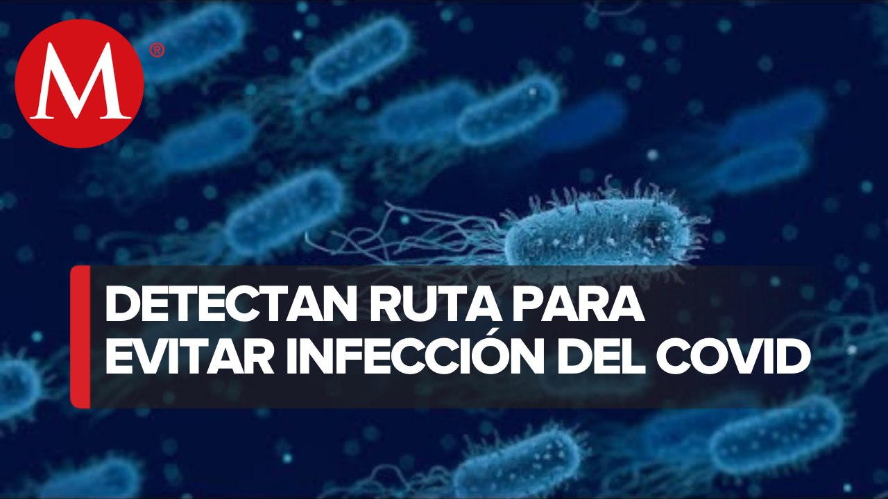 Científicos hallan bacteria que podría evitar infección y transmisión del SARS-CoV-2