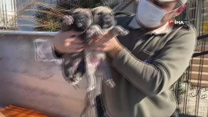 HAYDİ ekipleri yeni doğum yapan anne ve 4 yavru köpeğe sahip çıktı