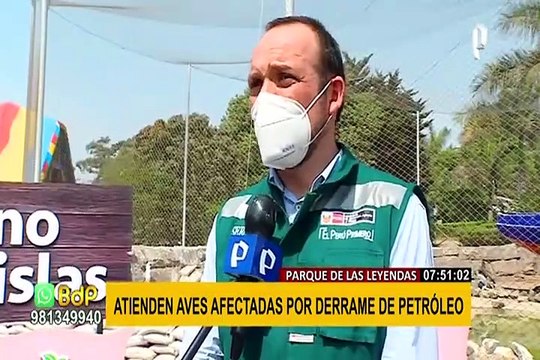 Parque de las Leyendas: veterinarios luchan por salvar aves marinas afectadas por derrame de petróleo