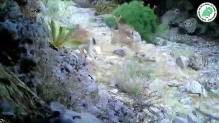 Yaban hayatı zenginliği fotokapanda