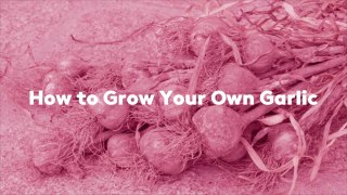 How to Grow Your Own Garlic