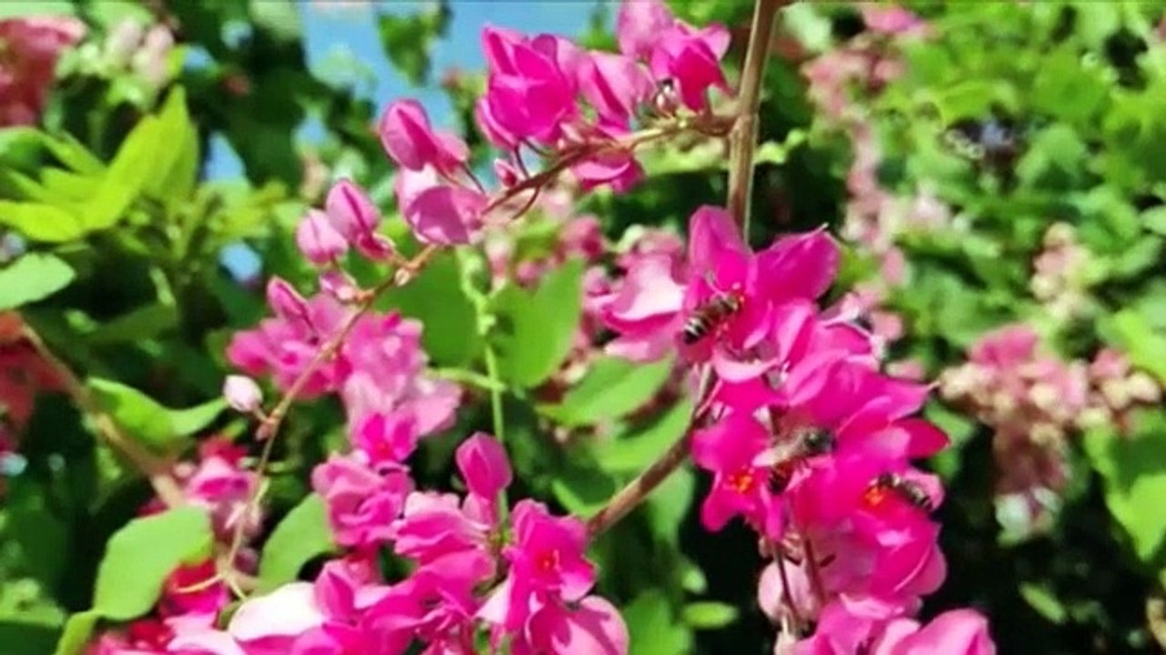 Natural Flower Garden Video, Beautiful Flower and butterfly Pleasure Garden