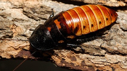 Celebrate Valentine's Day By Naming a Cockroach for Someone You Love — or Hate