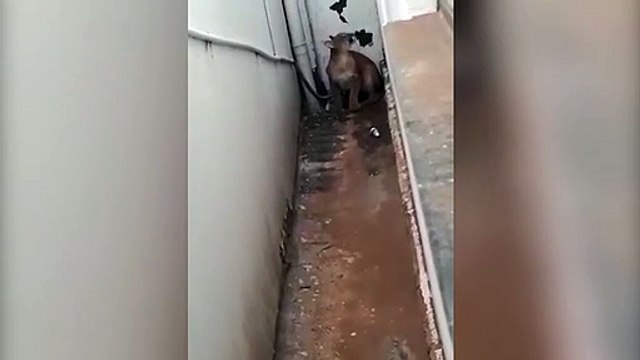 Onça-parda resgatada em Goioerê é solta em reserva ambiental na região