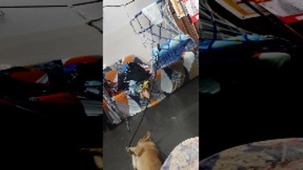 Dog Helps Rock Baby with Rope