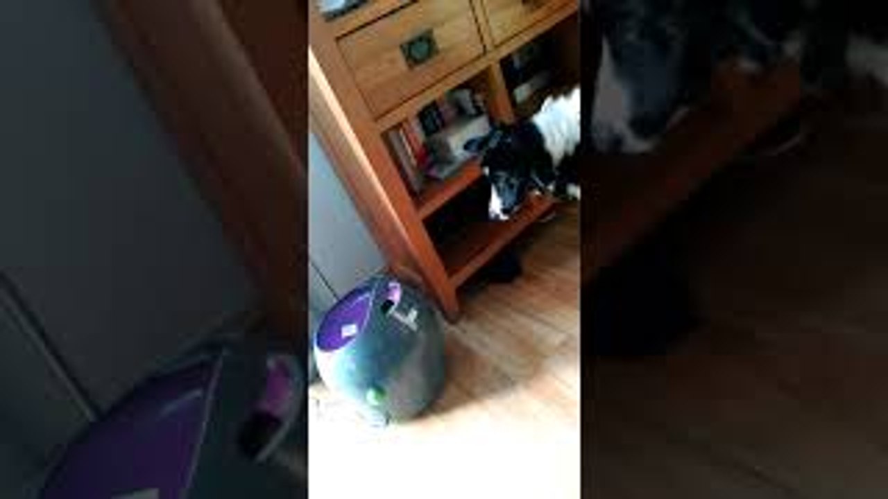 Dog Has Fetch Machine Figured Out