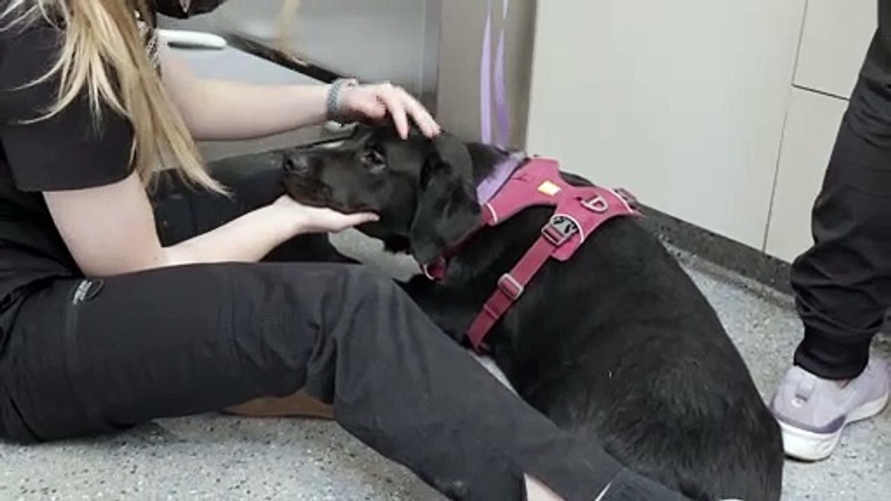 Pet Behavior Help in El Dorado Hills, CA | Insight Veterinary Wellness Center