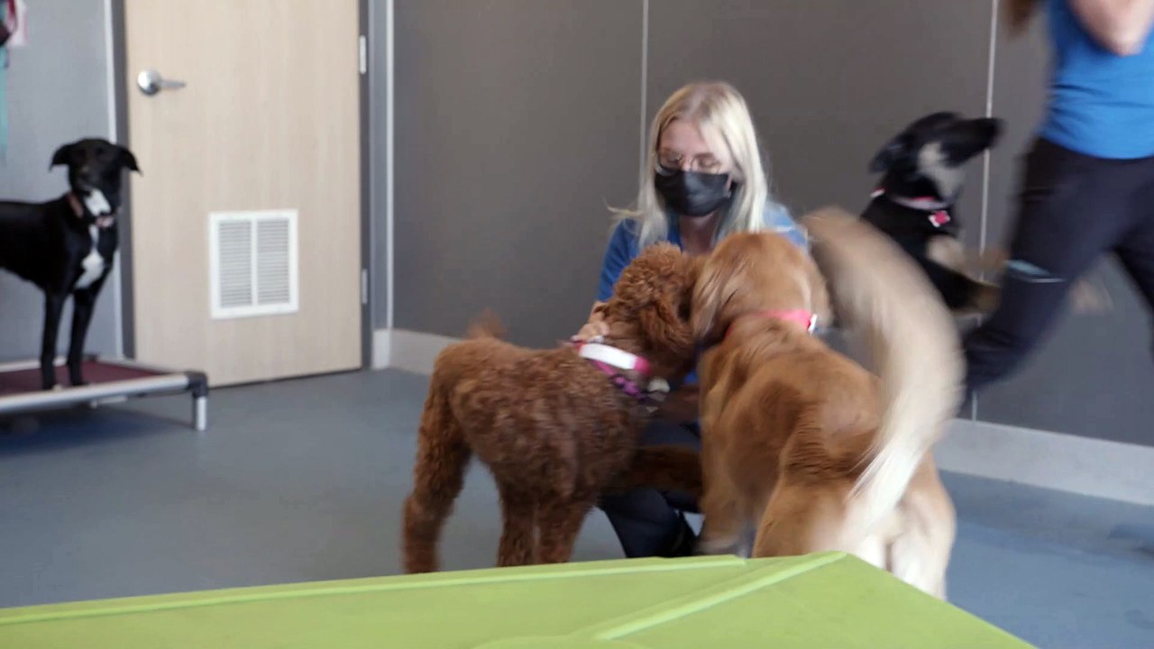 Pet Boarding in El Dorado Hills, CA | Insight Veterinary Wellness Center