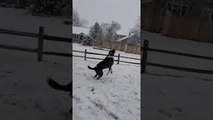 Dog Excited to Catch Snowflakes