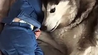 The Full 4 Year Story Of My Husky & Baby Becoming Best Friends!!