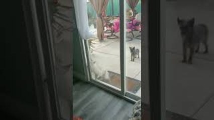 Small Cat Opens Large Door