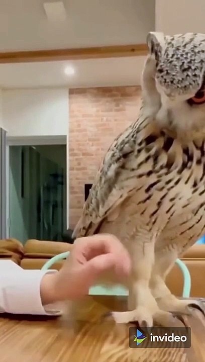 Beautiful Large Horned Owl