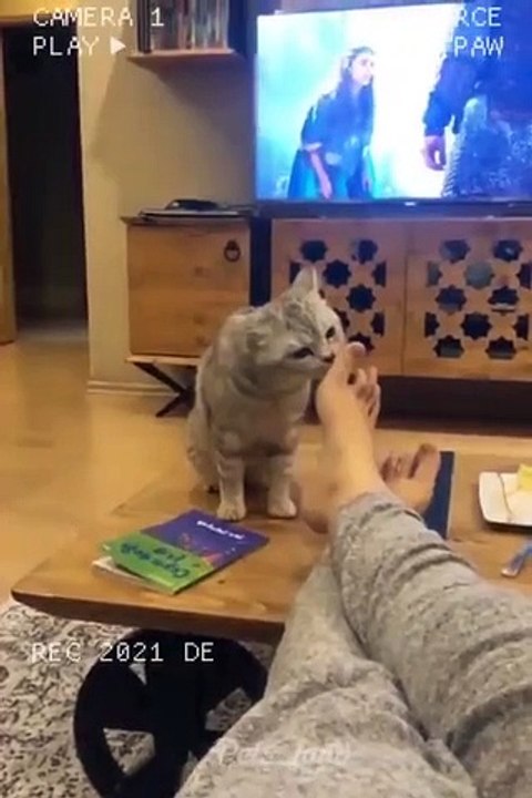 Funniest Cats and Dogs full comedy