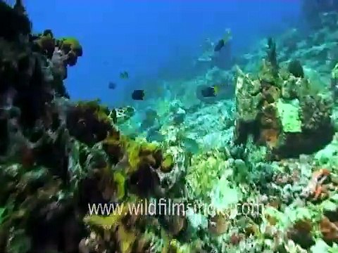 Critically endangered Hawksbill Turtle