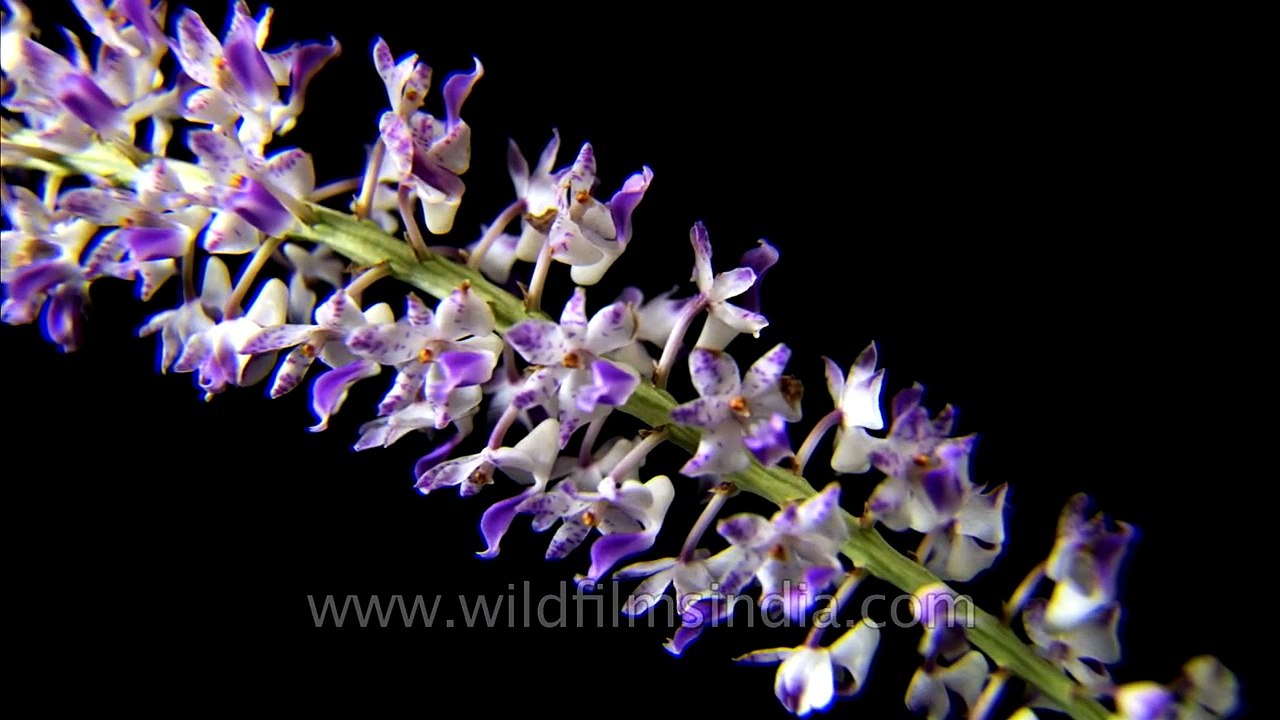 Rhynchostylis retusa or Foxtail Orchid