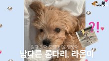 남다른 롱다리, 말티푸 라온이