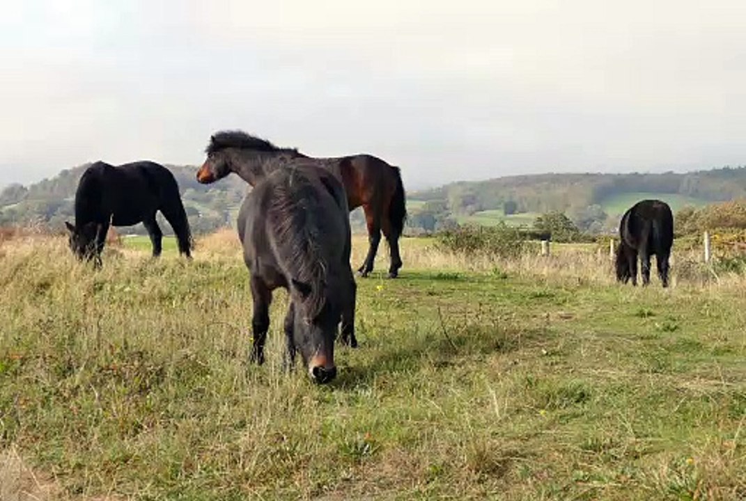 Horses Eating Grass