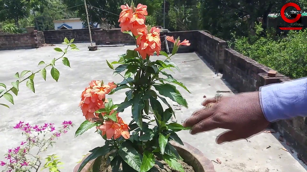 বেশি ফুল পেতে ক্রসেন্ড্রা গাছের সম্পূর্ণ পরিচর্যা (আবুলি)