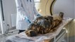 Des archéologues découvrent une momie de femme enceinte vieille de 2000 ans