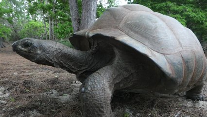 Environnement : une tortue géante filmée pour la première fois en train de chasser un oiseau