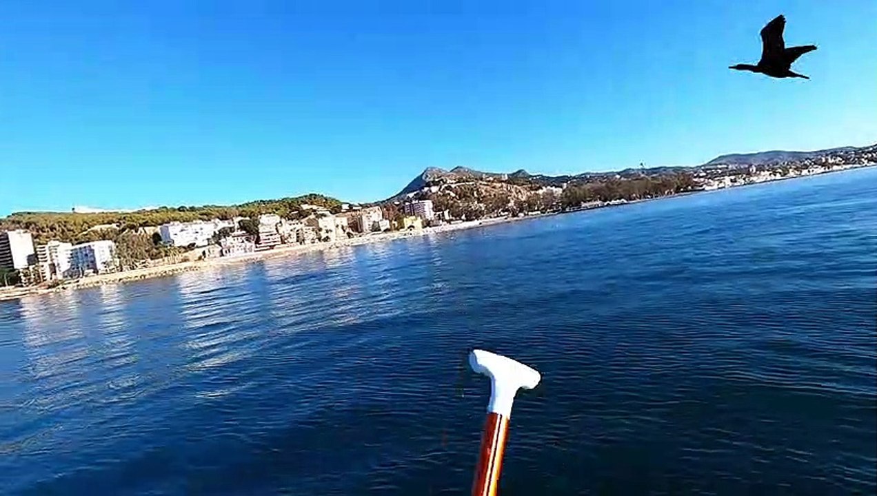 Carrera rodeado de delfines