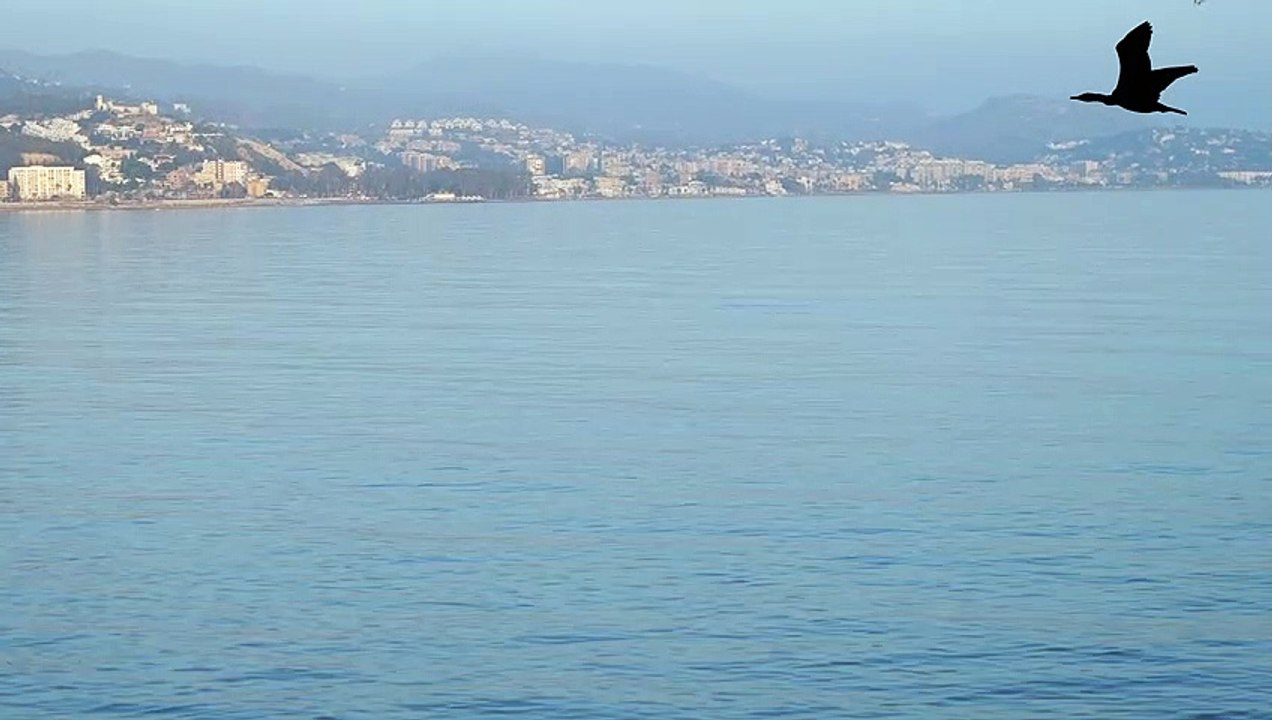 Atunes saltando mientras cazan