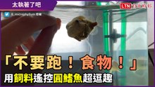 「不要跑！食物！」用飼料「遙控」圓鰭魚 執著姿態引人發笑