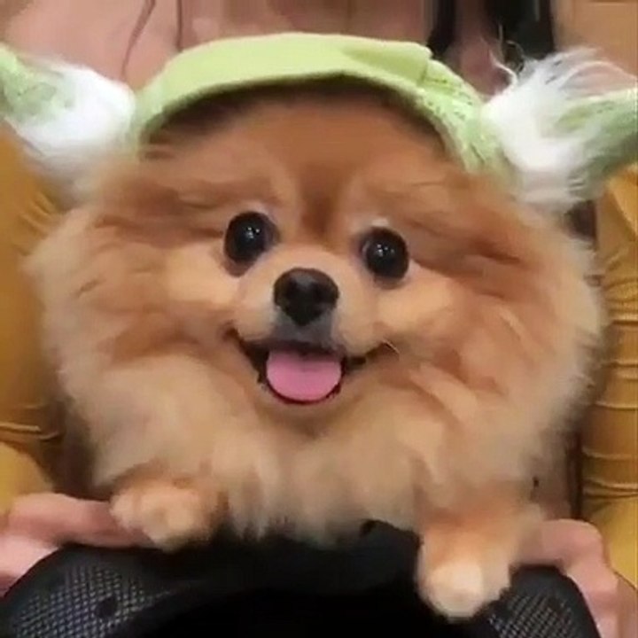 Cute Dog - #40