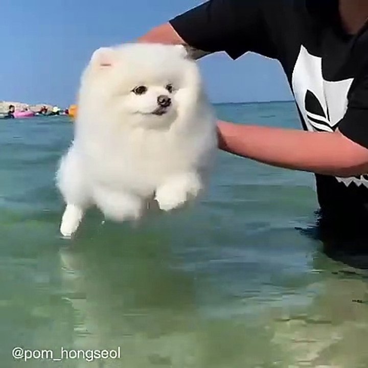 Cute Dog - #41