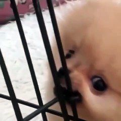 Cute Dog - #42