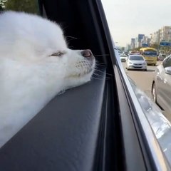 Cute Dog - #44