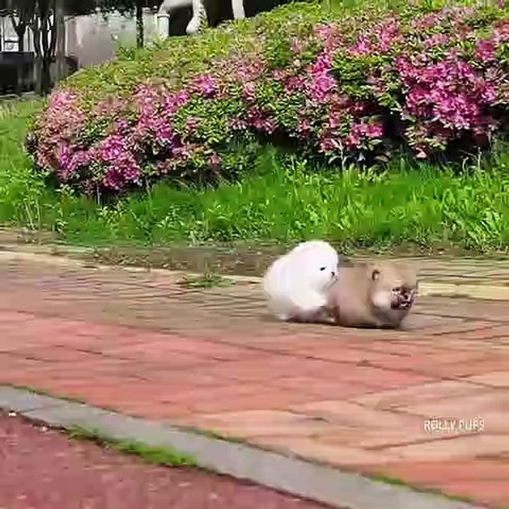 Cute Dog - #45