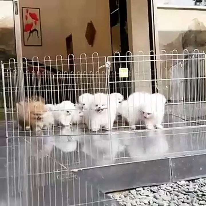 Cute Dog - #46