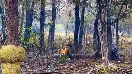 नूर के हमले से वाइल्ड बोर ढेर, देखते रहे गए पर्यटक