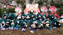 صغار الباندا مستعدة للاحتفال بعام النمر في الصين