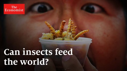 How to Change the World: Will you be eating insects soon?