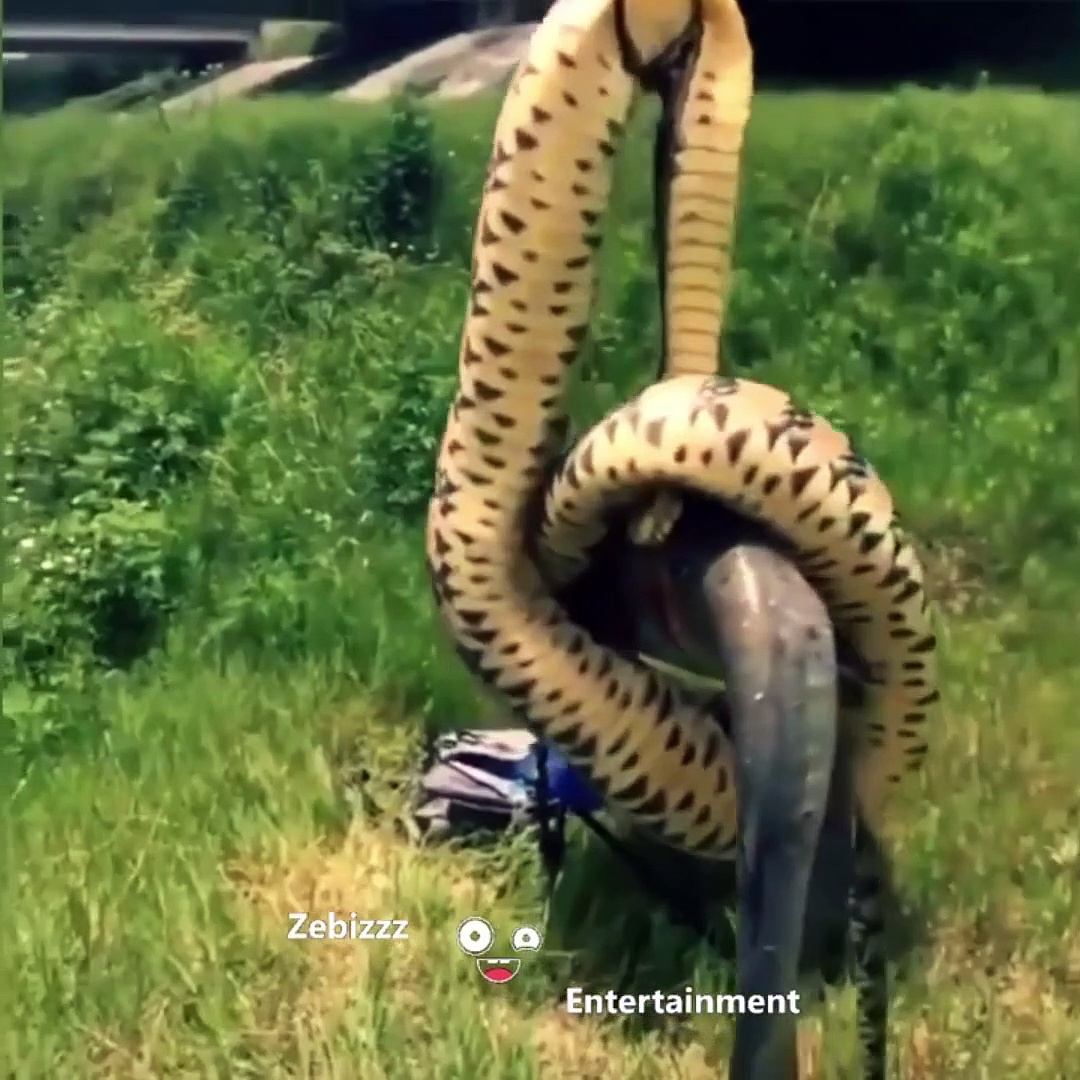 imagine fishing and catching a snake