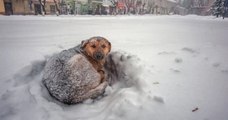Une petite fille de 10 ans a survécu 18h dans une tempête de neige grâce à la chaleur d'un chien errant