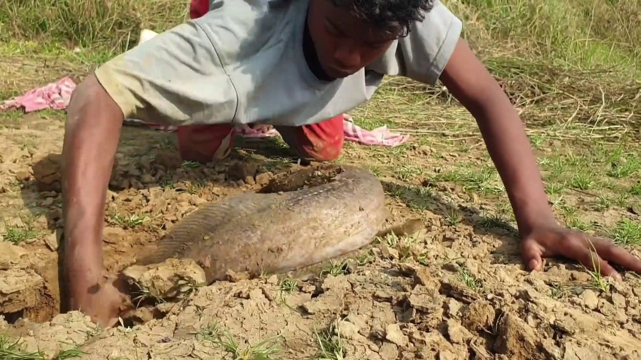 Underground Big Monster Fish Come Out In #River Dry Place #monsterfishing
