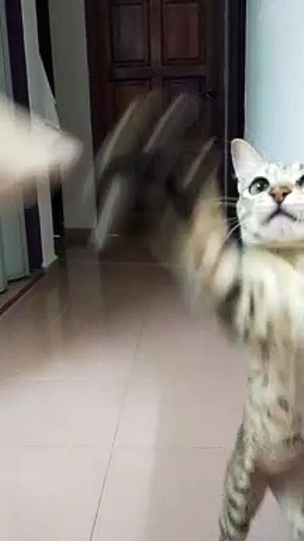 Kucing gemesin video lucu VIDEO: Gemesin,