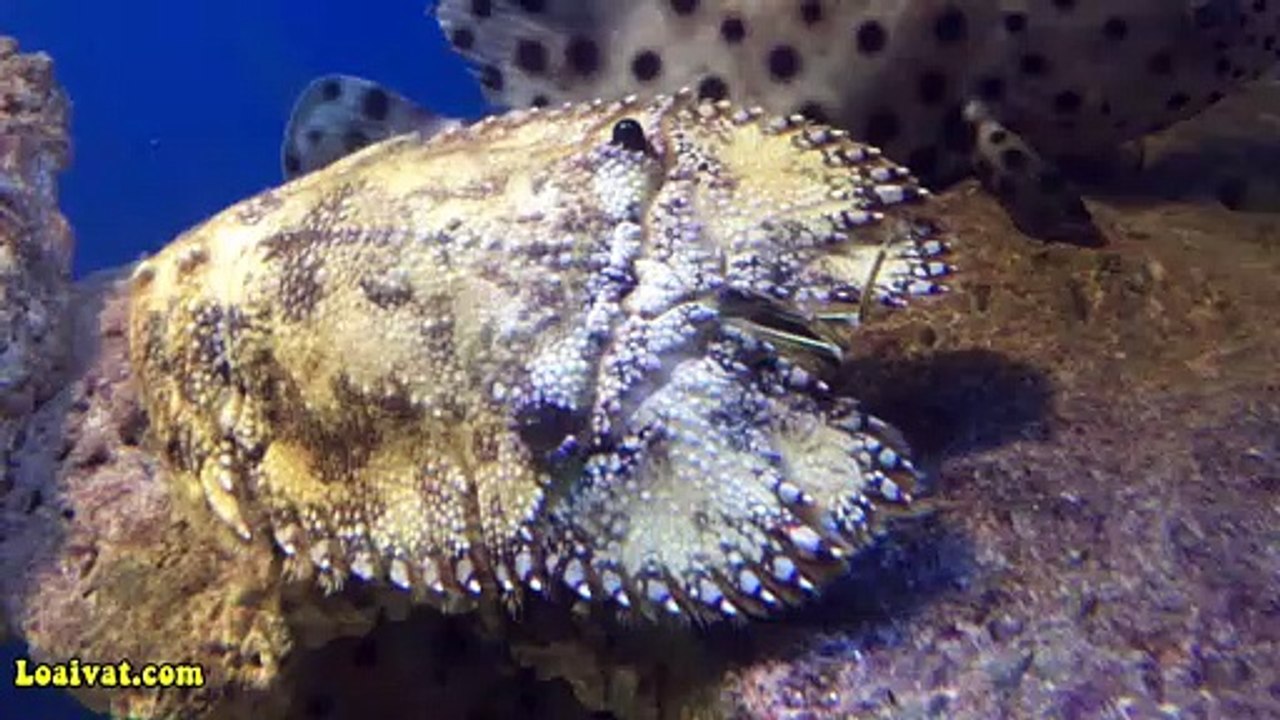 Tôm mũ ni - Tôm vỗ dẹp