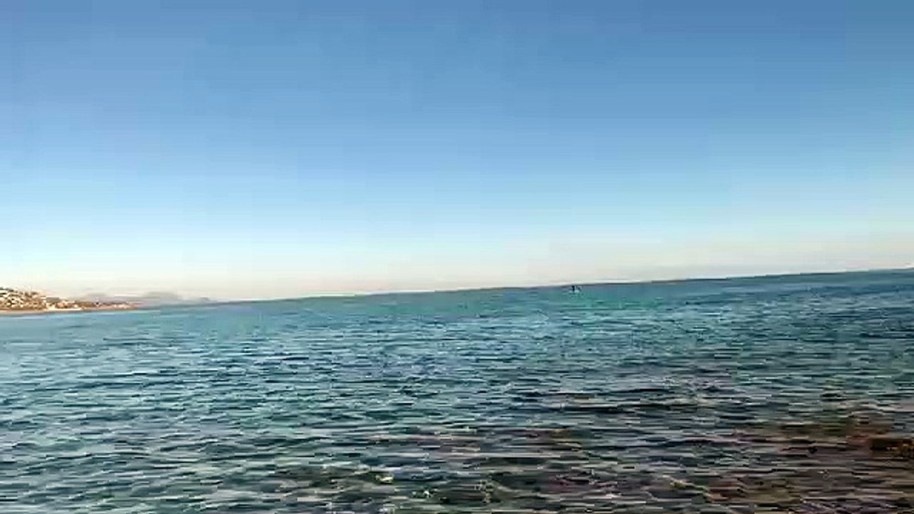 Deux dauphins observés près des côtes de Sainte-Maxime.