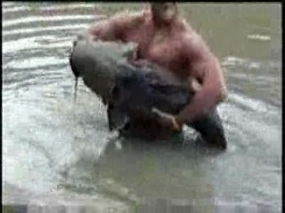 Les poissons carnivores