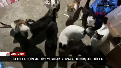 Kediler için ardiyeyi sıcak yuvaya dönüştürdüler