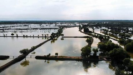 Indonesia: Los manglares aseguran la sobreviviencia
