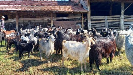 Şırnak’ta ahırda yangın: 65 hayvan öldü