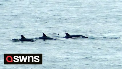 Pod of dolphins enjoy feeding frenzy off Cornish coast