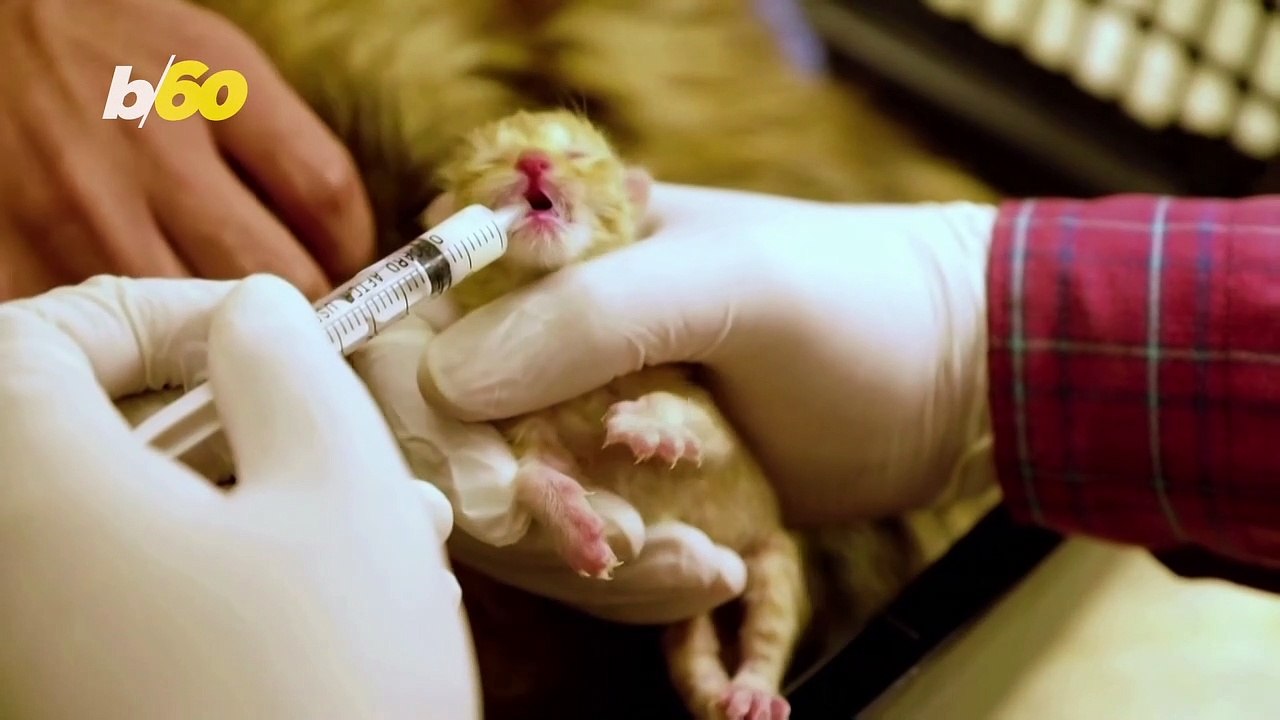 Animal Hospital in Benghazi Provides Support for Pets and Animals Despite Turmoil