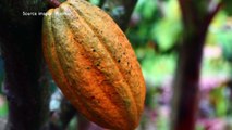 C'est l'heure du goûter avec un Kokoa chaud...