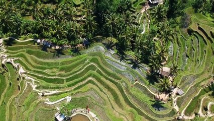 Drone view of beautiful green landscape